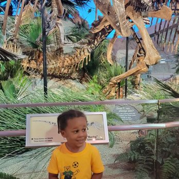 The Children's Museum - Dinosaur exhibit - Children's Museums Near Me - Indianapolis, Indiana The Children's Museum - Dinosaur exhibit - Children's Museums Near Me - Indianapolis, Indiana