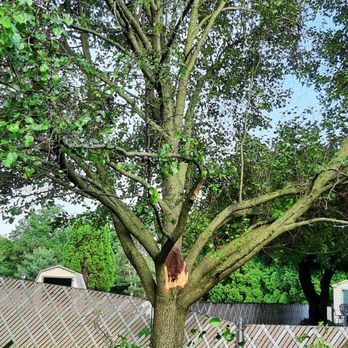 Belles Tree Service - Tree Services Near Me - Allentown, Pennsylvania Belles Tree Service - Tree Services Near Me - Allentown, Pennsylvania