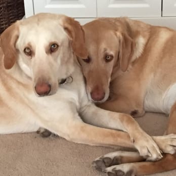 A & J Ultimate Pet Sitting Service - Dog Walkers Near Me