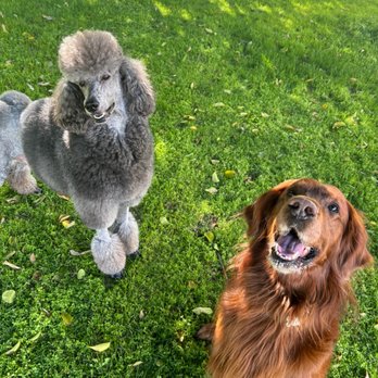 Lakeforest Doodles - Gracie & Louie - Irish Setter & Golden Retriever - Pet Breeders Near Me Lakeforest Doodles - Gracie & Louie - Irish Setter & Golden Retriever - Pet Breeders Near Me