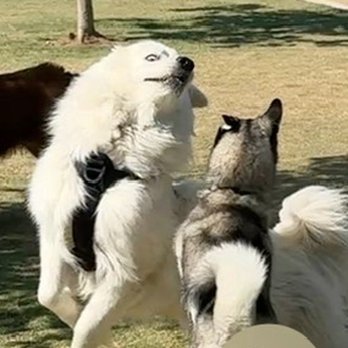 Bark Barracks - Rocky playing - Dog Parks Near Me - Tustin, California