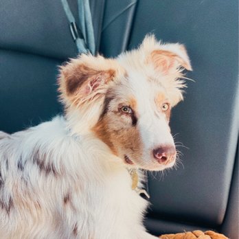 Obey My Commands Dog Training - Pet Training Near Me Obey My Commands Dog Training - Pet Training Near Me