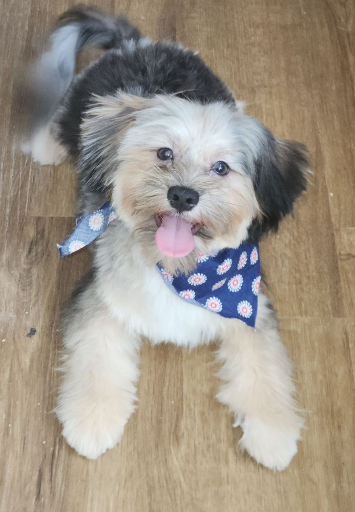 SAM’S PET SPA Updated May 2024 12 Photos 706 S Central