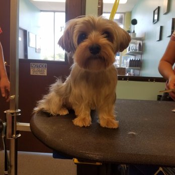 Royal Pets - Pet Groomers Near Me Royal Pets - Pet Groomers Near Me