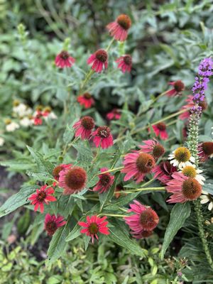 The Ewing and Muriel Kauffman Memorial Garden by null
