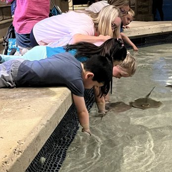 Shark Reef Aquarium at Mandalay Bay - The tide pool! - Aquariums Near Me - Las Vegas, Nevada