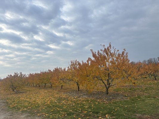 The Property Farms and McCallum's Orchard & Cider Mill by null