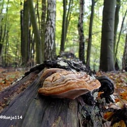 Bockmerholz - ... Baumpilz ...