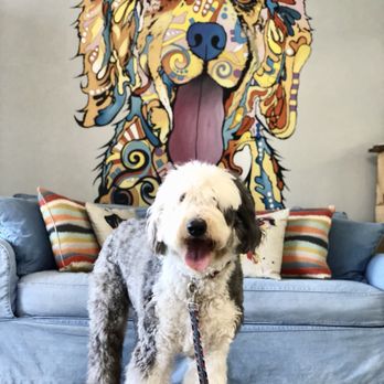 Dog House Miami - My big boy before grooming. - Pet Sitting Near Me - Miami Lakes, Florida