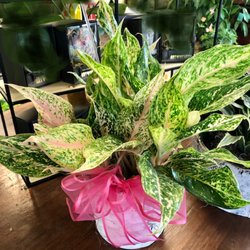 Purple Tulip Florist - great selection of HEALTHY plants with fun colored accessories!