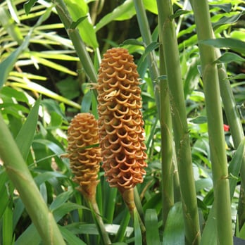 Lincoln Park Conservatory - Parks Near Me - Chicago, Illinois Lincoln Park Conservatory - Parks Near Me - Chicago, Illinois