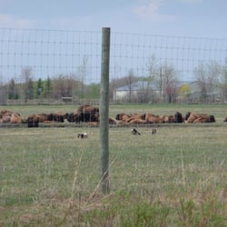 Fortwhyte Alive - Bison grazing behind the fence. Safari extra...
