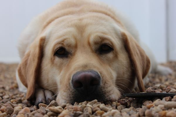 Happy Hound Dog Resorts