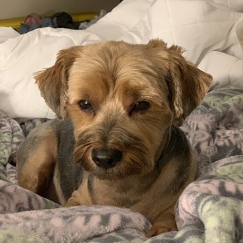 Pro-Groom - Just because he's so darn cute - Pet Groomers Near Me - Roseville, California Pro-Groom - Just because he's so darn cute - Pet Groomers Near Me - Roseville, California