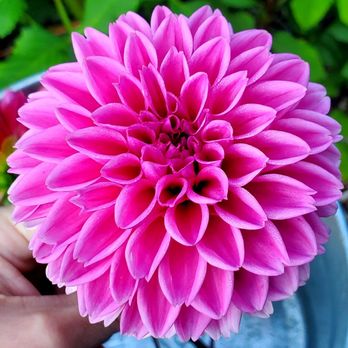 Parlee Farms - a person holding a pink flower - Farmers Market Near Me - Tyngsboro, Massachusetts