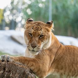 Turpentine Creek Wildlife Refuge - Karma, a liger, resides at Turpentine Creek Wildlife Refuge. Notice her stripes? Sponsor a liger today at Turpentine Creek!