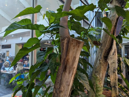 North Carolina Museum of Natural Sciences by null