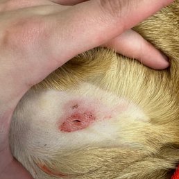 Puncture wound from being bitten: very sharp and clean cut and not jagged or long like a scratch would be.