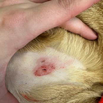 Camp Bow Wow - Puncture wound from being bitten: very sharp and clean cut and not jagged or long like a scratch would be. - Pet Boarding Near Me - Pensacola, Florida