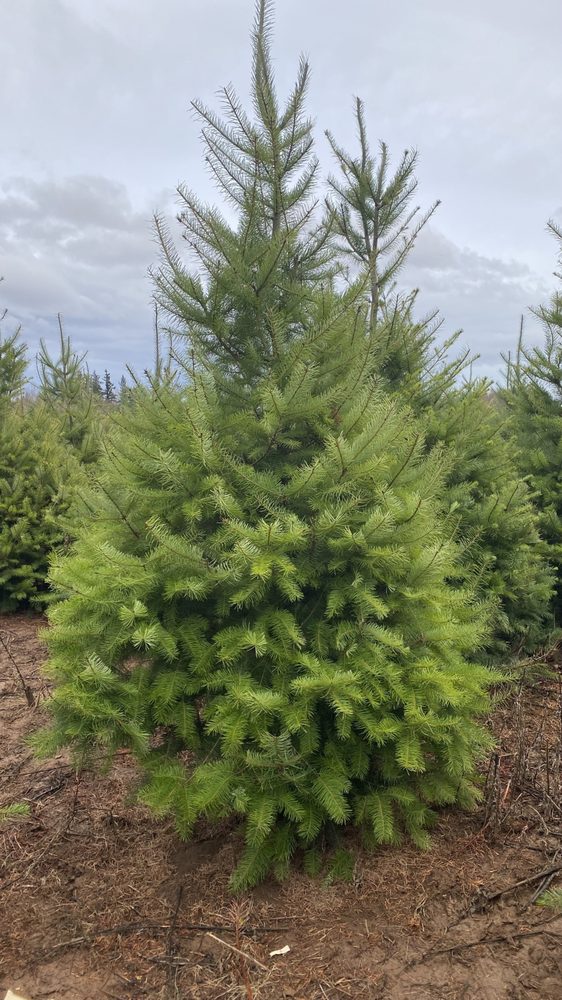 HAPPY FRESH CUT CHRISTMAS TREES 6090 Guide Meridian Rd, Bellingham