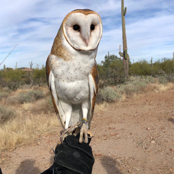 Sky Island Falconry - Pablo the barb owl - Wildlife Hunting Ranges Near Me - Tucson, Arizona Sky Island Falconry - Pablo the barb owl - Wildlife Hunting Ranges Near Me - Tucson, Arizona