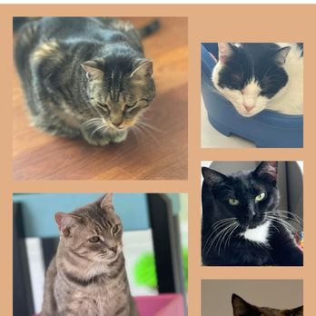 Animal Outreach - Many of the cats that are available for adoption. Follow them on social media. - Pet Adoption Near Me - West Cape May, New Jersey Animal Outreach - Many of the cats that are available for adoption. Follow them on social media. - Pet Adoption Near Me - West Cape May, New Jersey