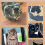 Photo of Animal Outreach