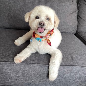 Barkhouse - Fresh cut - Pet Groomers Near Me - San Diego, California