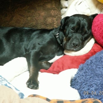 Playdate Doggystyle - Little Hannah Banana lounging - Pet Services Near Me - San Francisco, California Playdate Doggystyle - Little Hannah Banana lounging - Pet Services Near Me - San Francisco, California