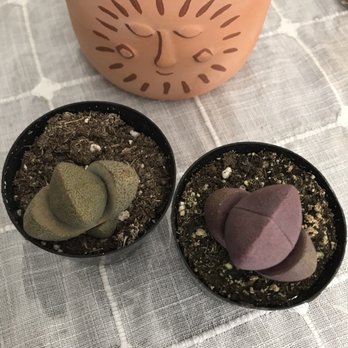 Green Gardens Nursery - Split rocks and sun pot - Nurseries & Gardening Near Me - San Diego, California Green Gardens Nursery - Split rocks and sun pot - Nurseries & Gardening Near Me - San Diego, California