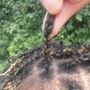 Photo of Authentic African Hair Braiding