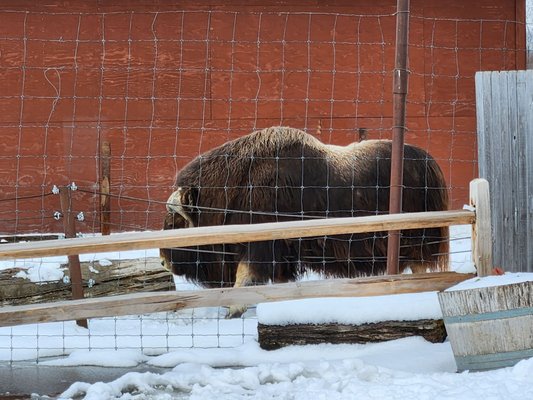 Alaska Wildlife Conservation Center by null