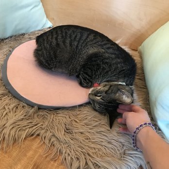 NEKO: A Cat Cafe - Themed Cafes Near Me - Seattle, Washington NEKO: A Cat Cafe - Themed Cafes Near Me - Seattle, Washington