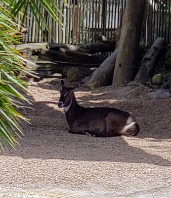 Auckland Zoo by null