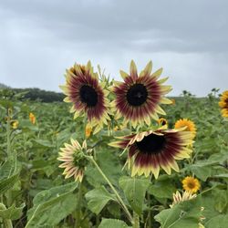 Finca El Girasol