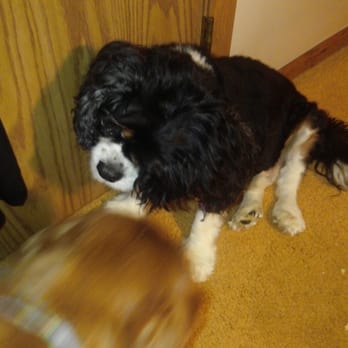 A Dippity Doggie Spa - Sherlock after his spa treatment. - Pet Services Near Me - Peru, Illinois A Dippity Doggie Spa - Sherlock after his spa treatment. - Pet Services Near Me - Peru, Illinois