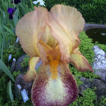 Ofts Bed & Breakfast - Do you know the names who lived in the area of Bennington and have an Iris named after them? - Bed & Breakfast Near Me - Bennington, Nebraska