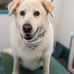 Fairy Tails Mobile Pet Spa - Our Great Pyrenees mix after being groomed and de-shedded for the summer.
