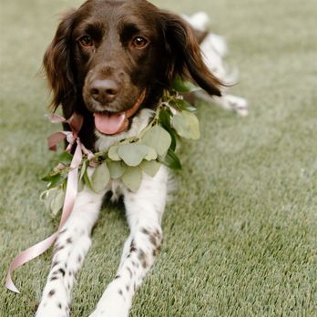 Sweet Peas Floral Designs - a floral collar for our pup! - Floral Designers Near Me