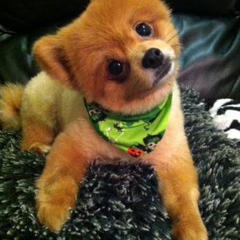 Happy Dog Spa - A five-star groom for a fraction of the price! Suzanne is the BEST! - Pet Groomers Near Me - Alameda, California Happy Dog Spa - A five-star groom for a fraction of the price! Suzanne is the BEST! - Pet Groomers Near Me - Alameda, California