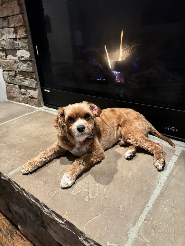 FURRTASTIC DOG GROOMING Updated September 2024 12115 N Michigan Rd