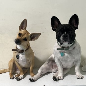 City Bark Miami - Cute and smart pups! - Pet Groomers Near Me - Miami, Florida City Bark Miami - Cute and smart pups! - Pet Groomers Near Me - Miami, Florida