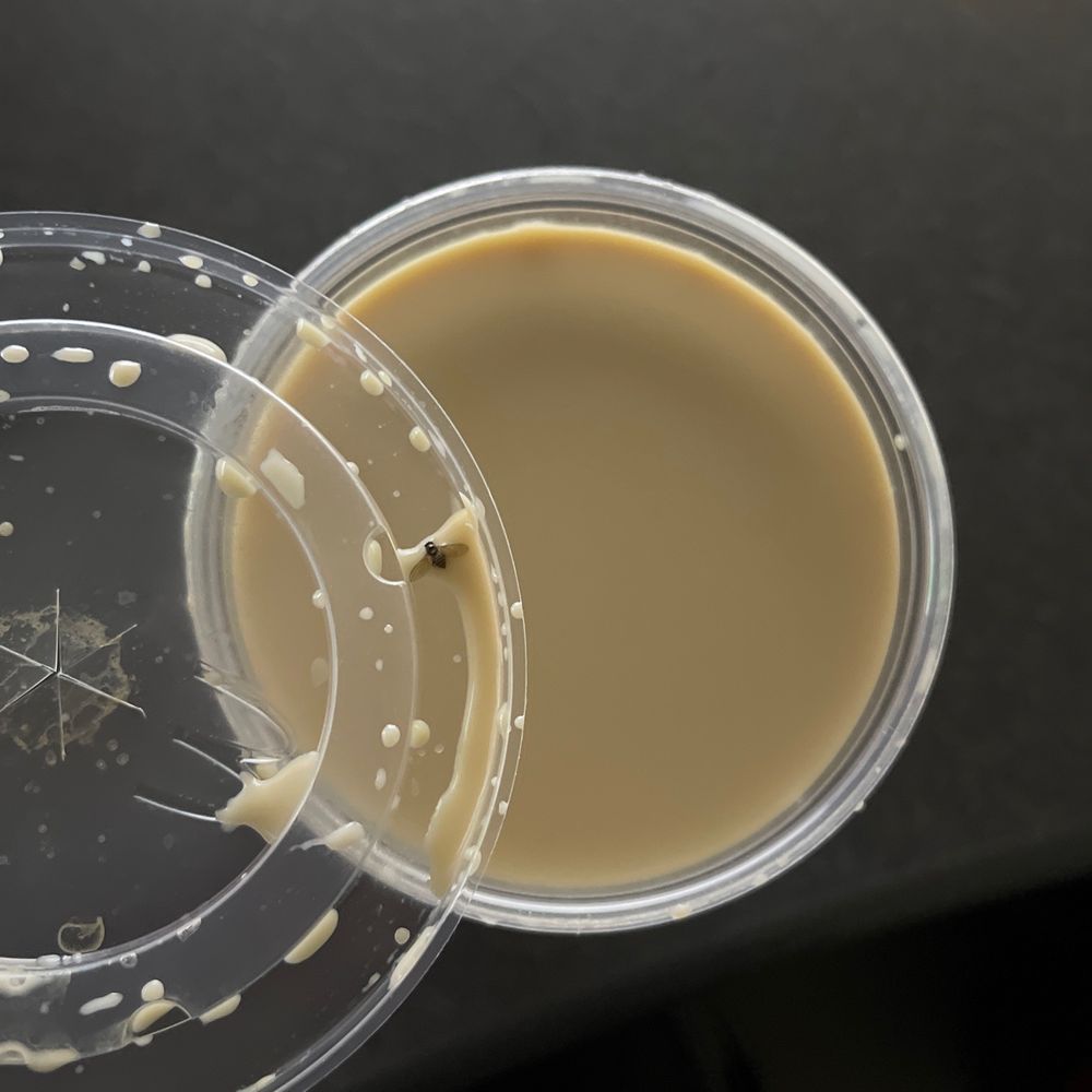 Macchiato.