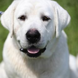 Almost Heaven Labradors - Almost Heaven Labrador's Sire in High Cotton
