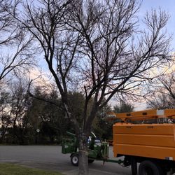 Tree of Righteousness - Front tree before trim.