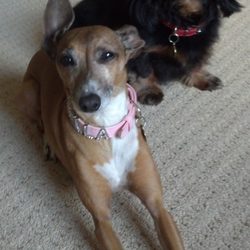 Pet Nanny Main Line