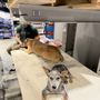 Tandem K9