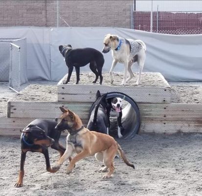 Board and Train - We offer 3 and 4 Week Board and Train. 

I believe in clear communication, fair boundaries, and consistency. Training has a beginning, a middle, and an end. Dogs deserve leadership — not confusion. They deserve to understand what is being asked of them, and to feel confident in how to exist in the world around them.

This work is not about dominance.
It’s about emotional intelligence, structure, and trust.

I am an AKC Certified Canine Good Citizen Evaluator, guiding dogs from foundational Puppy STAR work through advanced CGC-level reliability. I specialize in puppies, first-time owners, working breeds, reactive dogs, and complex behavioral cases involving fear, imbalance, and instability.

My approach is rooted in psychology, development, and real-life application. Whether working with dogs or people, the principles remain the same — clarity builds confidence, structure creates freedom, and trust builds stability.

This is not trend-based training.
It’s a standard.