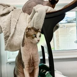 Kitty-Winks Luxury Cat Boarding