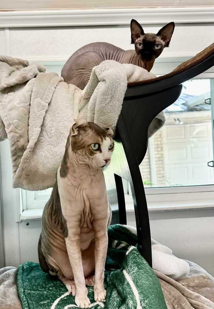 Kitty-Winks Luxury Cat Boarding - pet boarding facility in Lavon, TX
